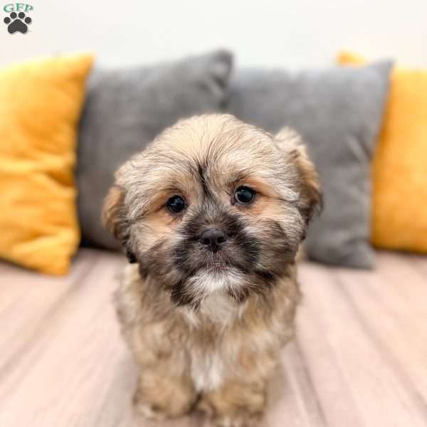 Athena, Lhasa Apso Puppy