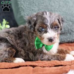 Allan, Mini Bernedoodle Puppy