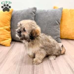 Athena, Lhasa Apso Puppy