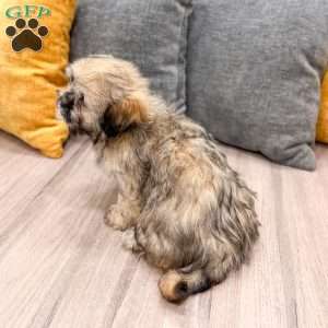 Athena, Lhasa Apso Puppy