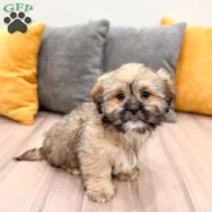 Athena, Lhasa Apso Puppy