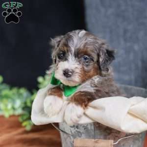 Allan, Mini Bernedoodle Puppy