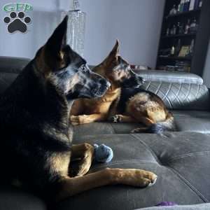 Thalia, German Shepherd Puppy