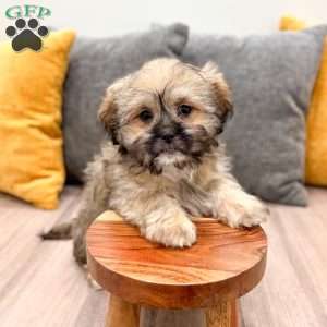 Athena, Lhasa Apso Puppy
