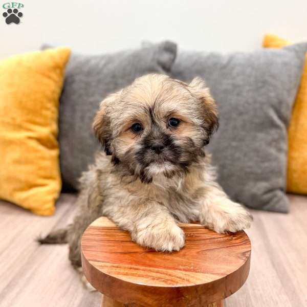 Athena, Lhasa Apso Puppy