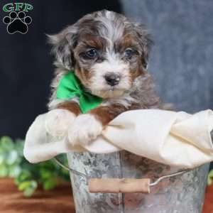 Allan, Mini Bernedoodle Puppy