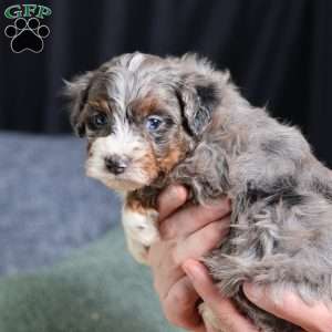 Allan, Mini Bernedoodle Puppy