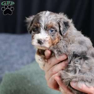 Allan, Mini Bernedoodle Puppy