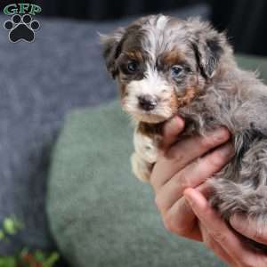 Allan, Mini Bernedoodle Puppy