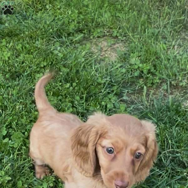 Jamie, Dachshund Puppy