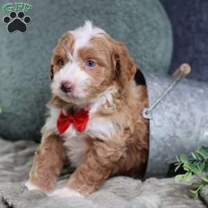 Anthony, Mini Bernedoodle Puppy