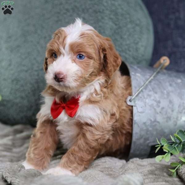 Anthony, Mini Bernedoodle Puppy