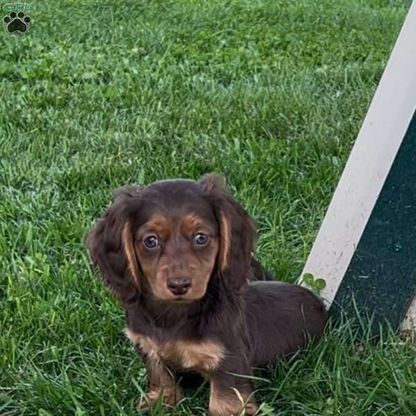 Jasmine, Dachshund Puppy