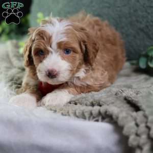 Anthony, Mini Bernedoodle Puppy