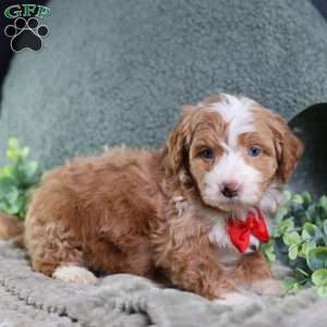 Anthony, Mini Bernedoodle Puppy