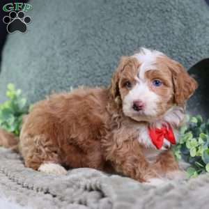 Anthony, Mini Bernedoodle Puppy