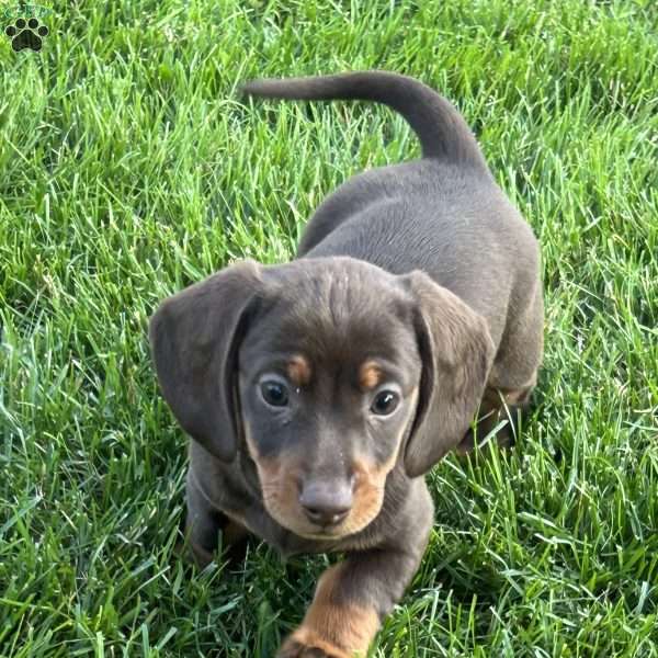 Gaston, Dachshund Puppy