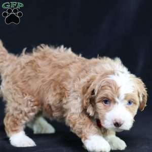 Anthony, Mini Bernedoodle Puppy