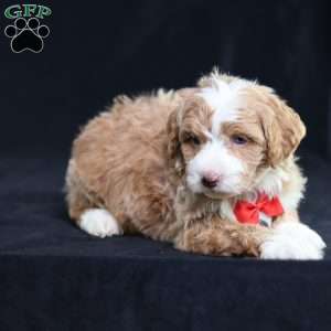 Anthony, Mini Bernedoodle Puppy