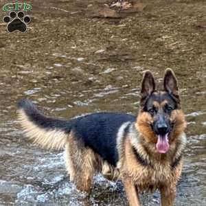 Dolche, German Shepherd Puppy
