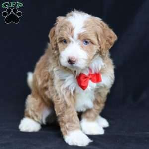 Anthony, Mini Bernedoodle Puppy