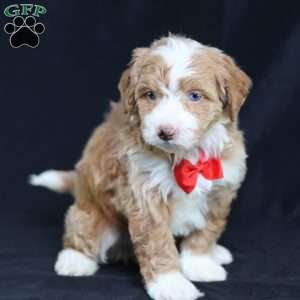 Anthony, Mini Bernedoodle Puppy