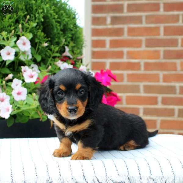 Chase, Dachshund Puppy