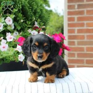 Chase, Dachshund Puppy