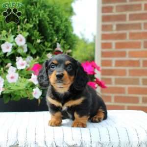 Chase, Dachshund Puppy