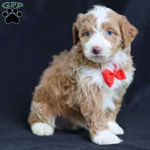 Anthony, Mini Bernedoodle Puppy