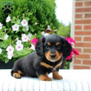 Chase, Dachshund Puppy
