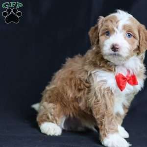 Anthony, Mini Bernedoodle Puppy