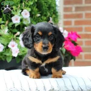 Chase, Dachshund Puppy