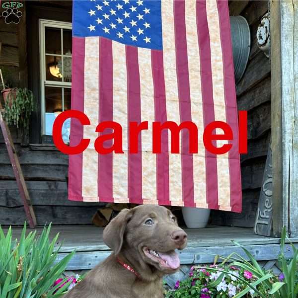 Carmel, Chocolate Labrador Retriever Puppy