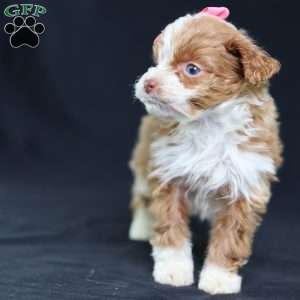 Ashley, Mini Bernedoodle Puppy