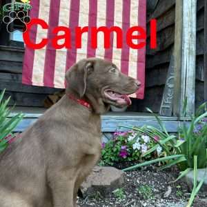 Carmel, Chocolate Labrador Retriever Puppy