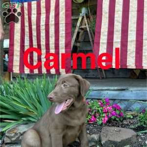 Carmel, Chocolate Labrador Retriever Puppy