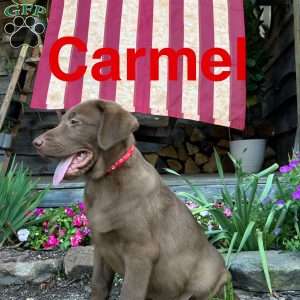 Carmel, Chocolate Labrador Retriever Puppy
