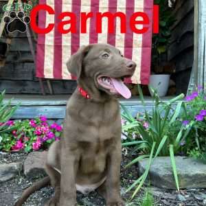 Carmel, Chocolate Labrador Retriever Puppy