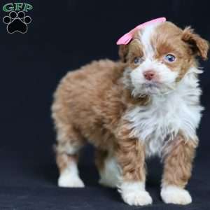 Ashley, Mini Bernedoodle Puppy