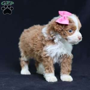 Ashley, Mini Bernedoodle Puppy