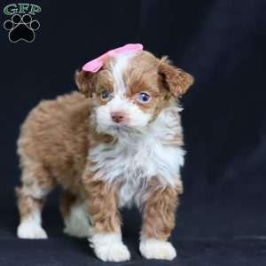 Ashley, Mini Bernedoodle Puppy