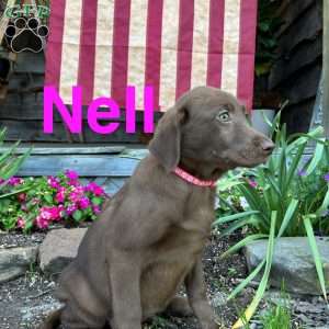 Nell, Chocolate Labrador Retriever Puppy
