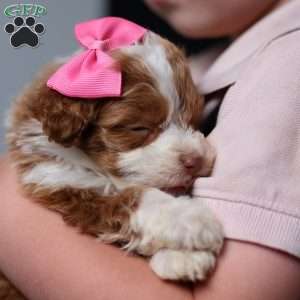 Ashley, Mini Bernedoodle Puppy