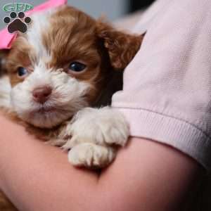 Ashley, Mini Bernedoodle Puppy