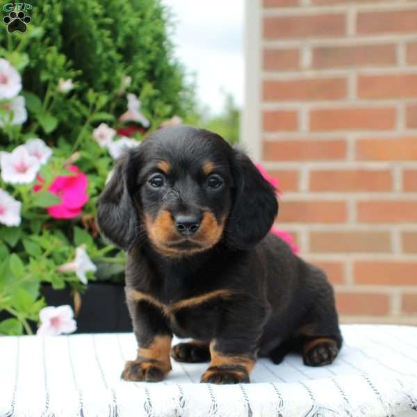 Brooke, Dachshund Puppy