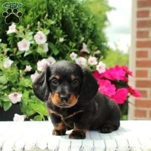 Brooke, Dachshund Puppy