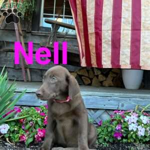 Nell, Chocolate Labrador Retriever Puppy