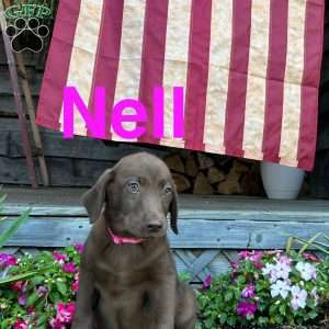 Nell, Chocolate Labrador Retriever Puppy