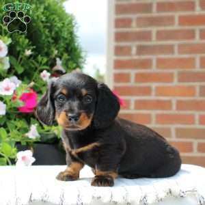 Brooke, Dachshund Puppy